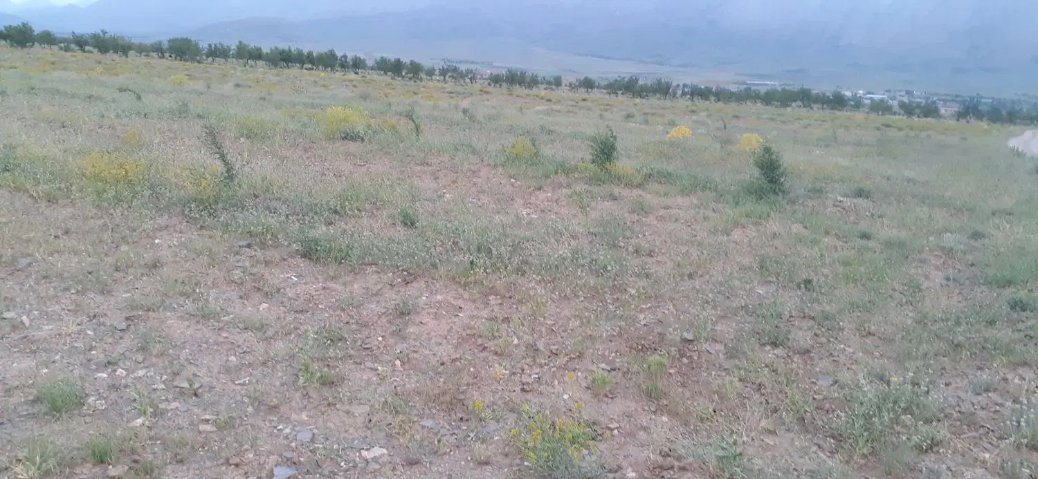 زمین دیم زار بر جاده ویست