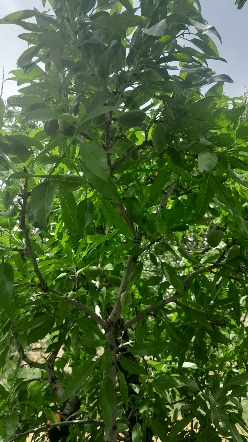 فروش مزرعه بادام هزار متری ۵۵۰