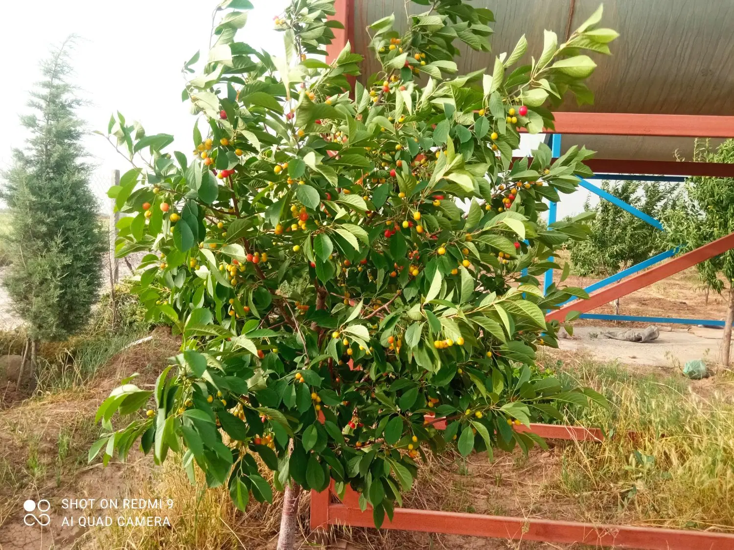 باغ 1200 متری