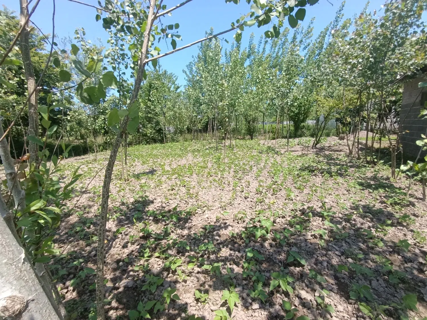 زمین مسکونی