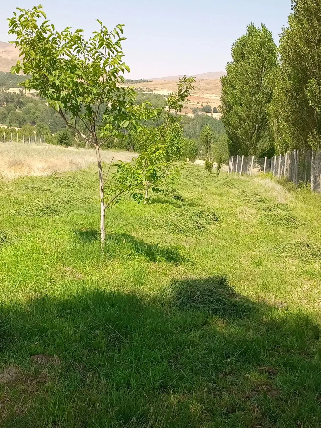 زمین باغی
