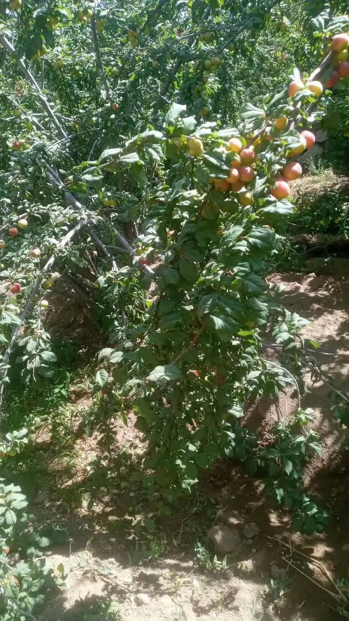 باغ سرسبز با درختان میوه درقهرود کاشان