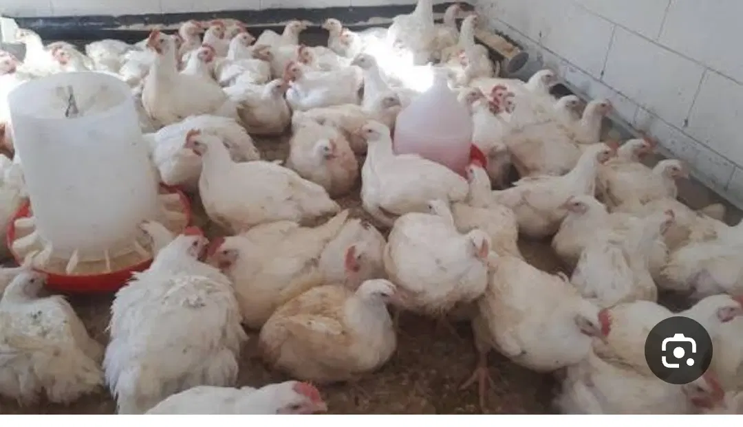 مرغ فروشی اجاره میکنم