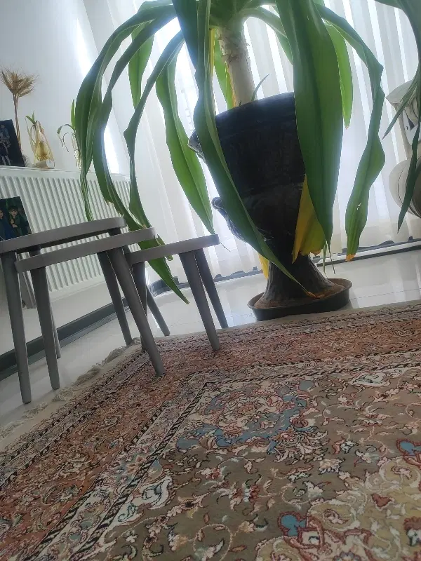 اجاره یک واحد مسکونی در کوار