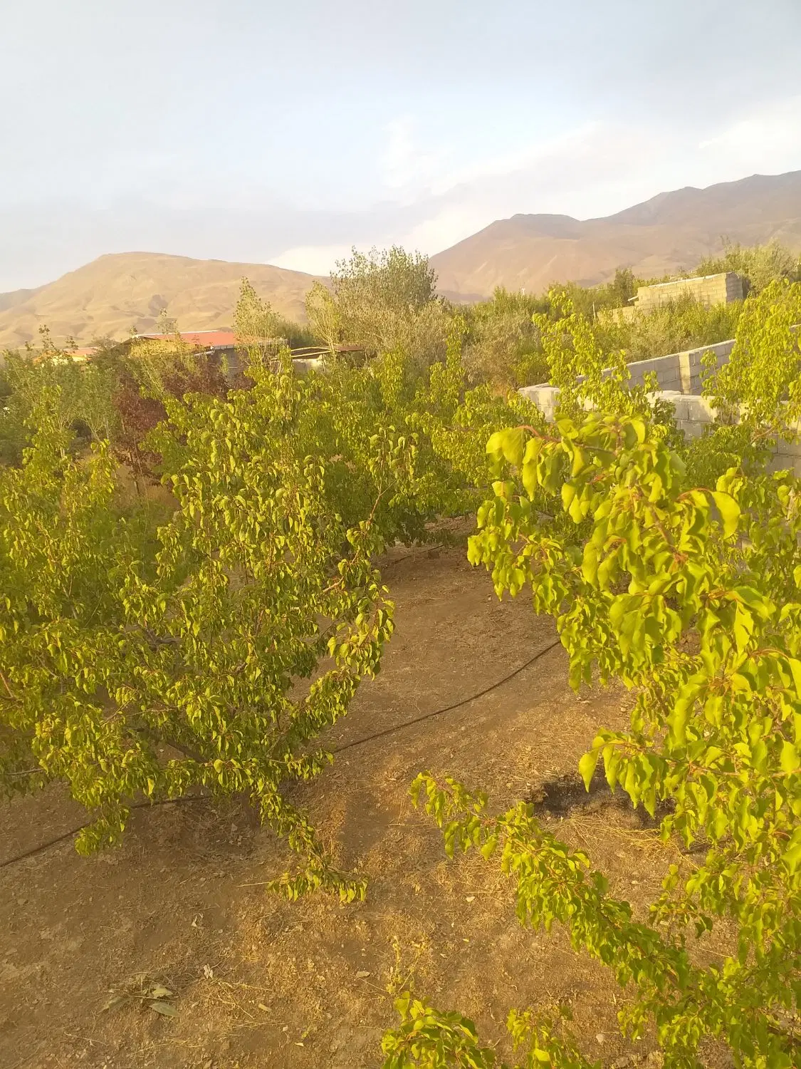 باغ در اسپیران ۵۵۰ متر