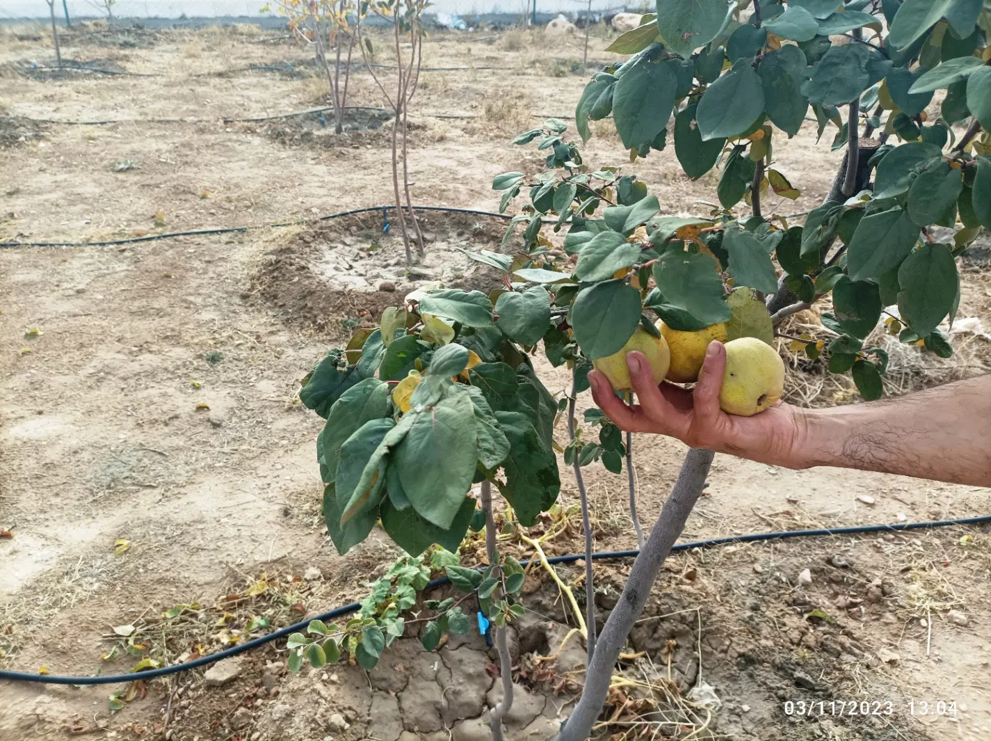 660 باغ ابشینه مشتری پسند