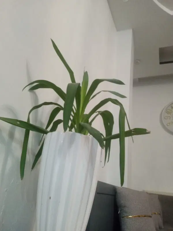 اجاره خانه اپارتمانی شریف اباد