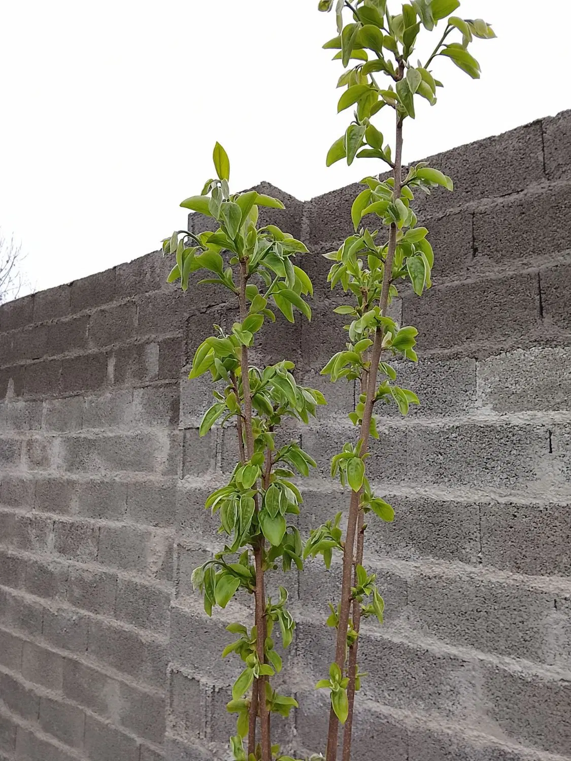 زمین مسکونی دارای جوازساخت