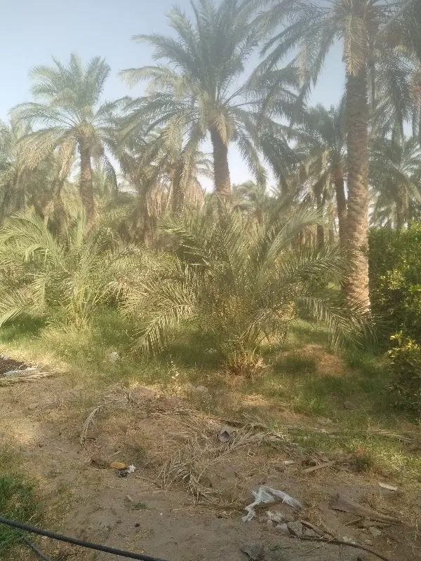 زمین خالی ریگان