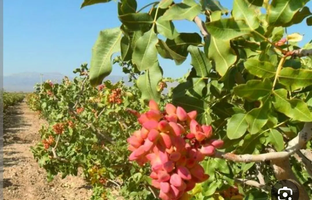 فروش یک هکتار زمین پسته