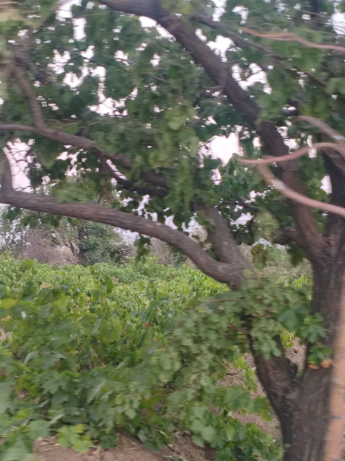 باغ