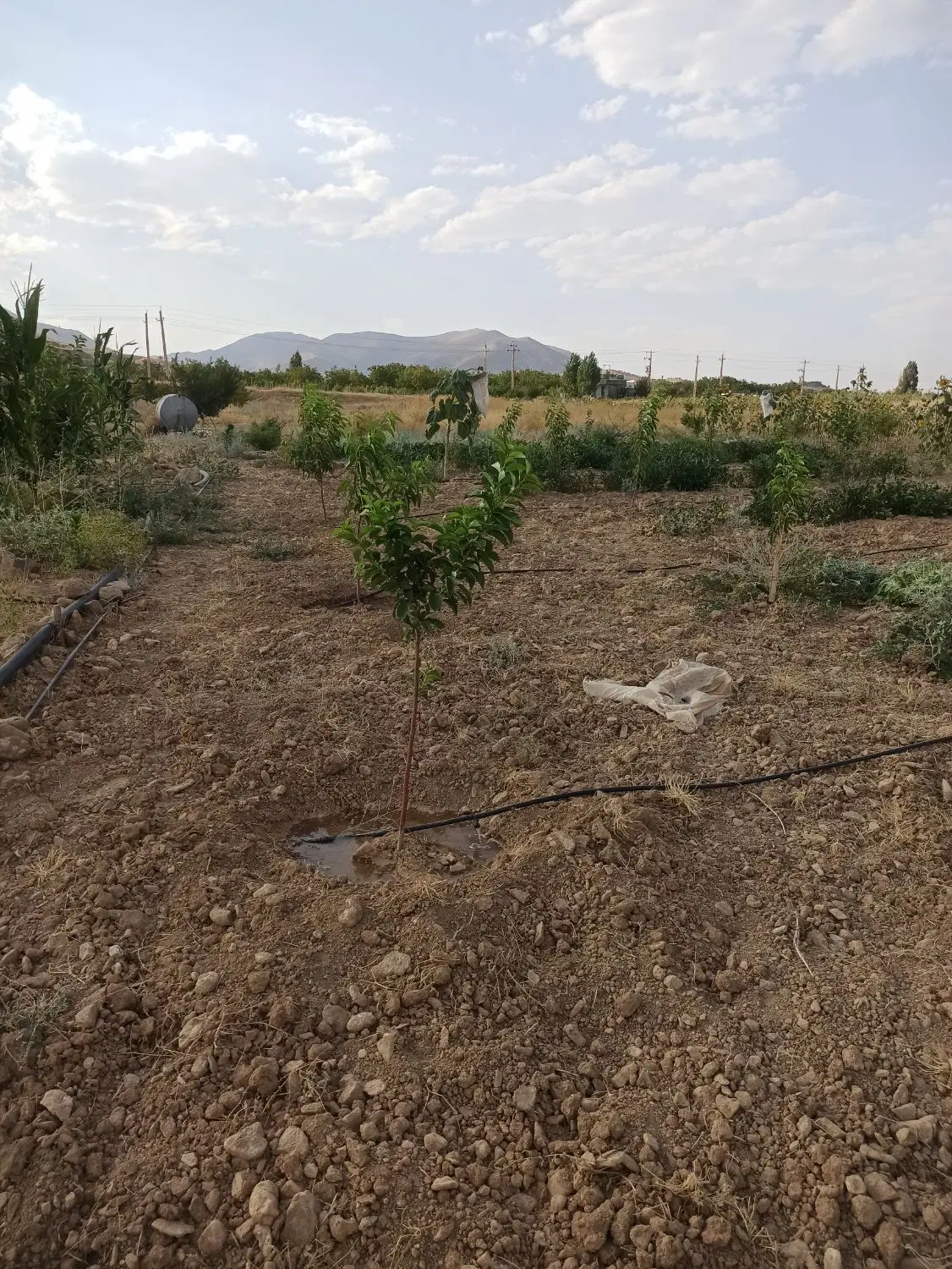 ۹۷۶متر زمین کشاورزی