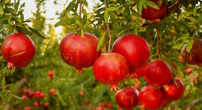 نیاوران‌دانش‌شمالی‌‌دانش‌۲۰