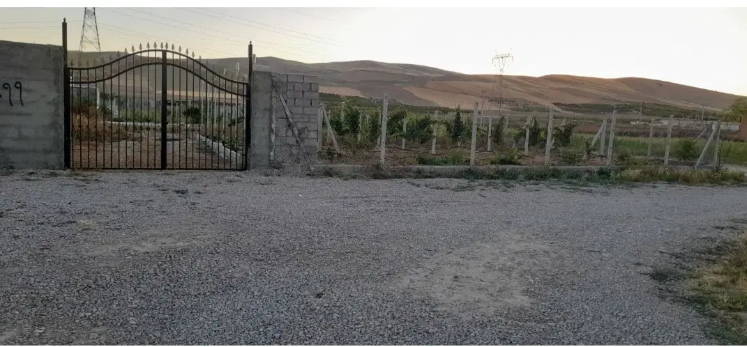 باغ انگور در جاده اشنویه
