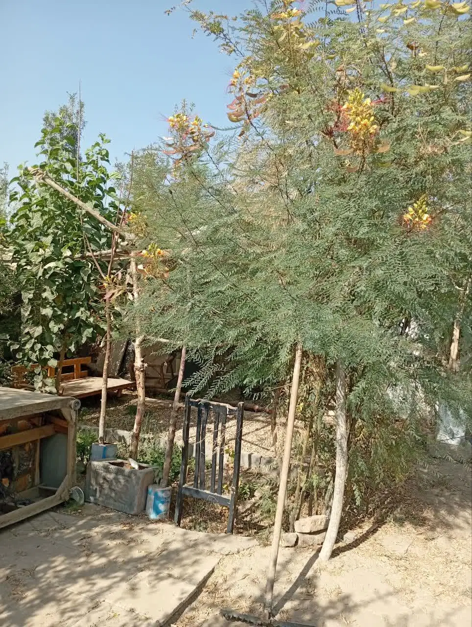۵۰۰ متر باغچه حصار شده
