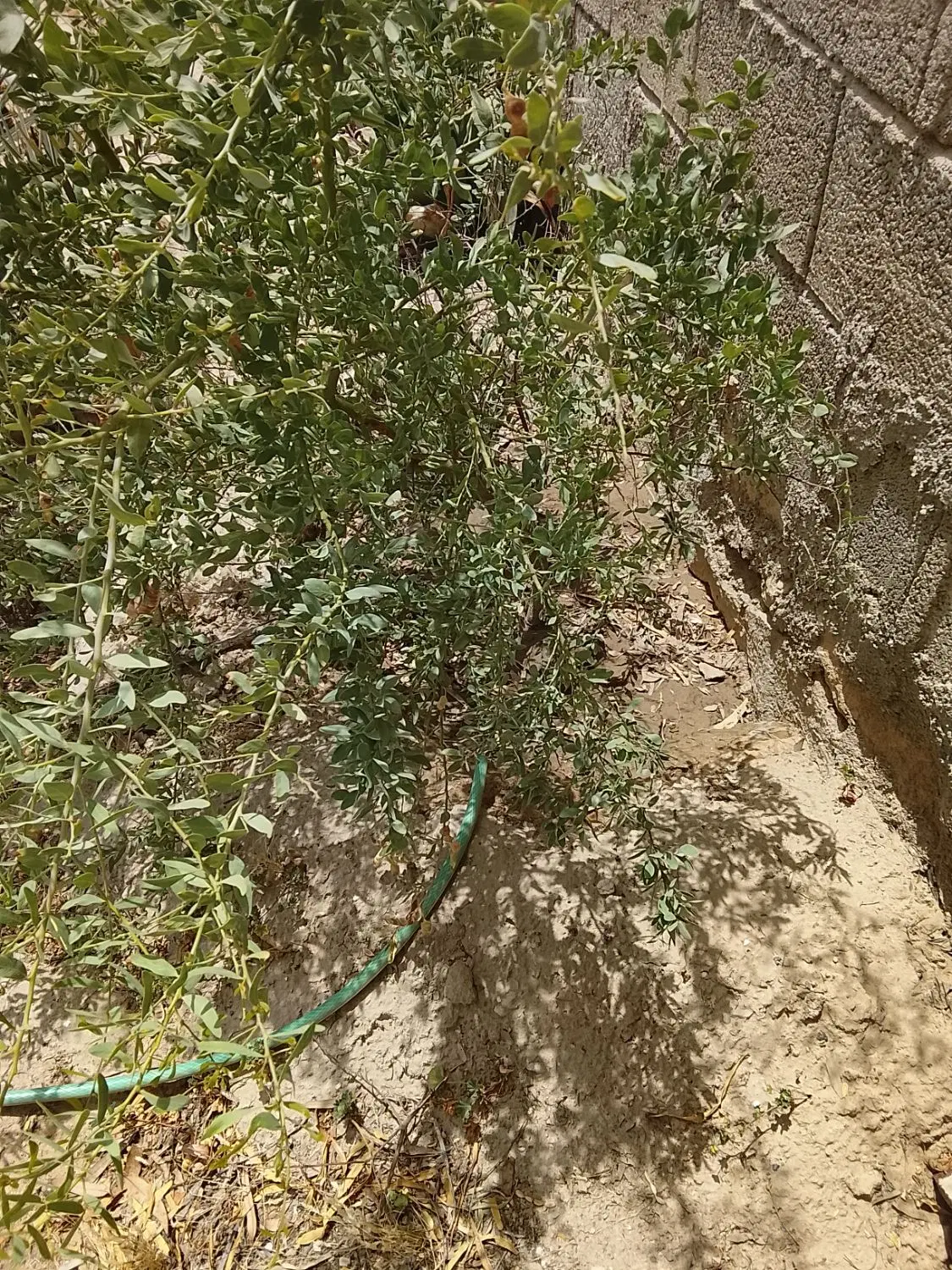 فروش خونه باغ روستای خورموج با تمام امکانات