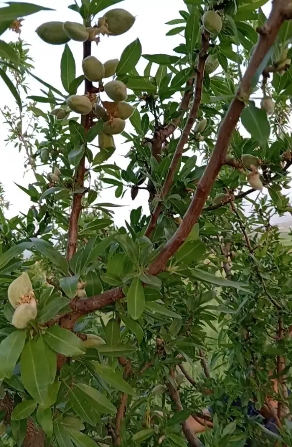 زمین باغ سه هزار متری واقع در ایوان بخش زرنه