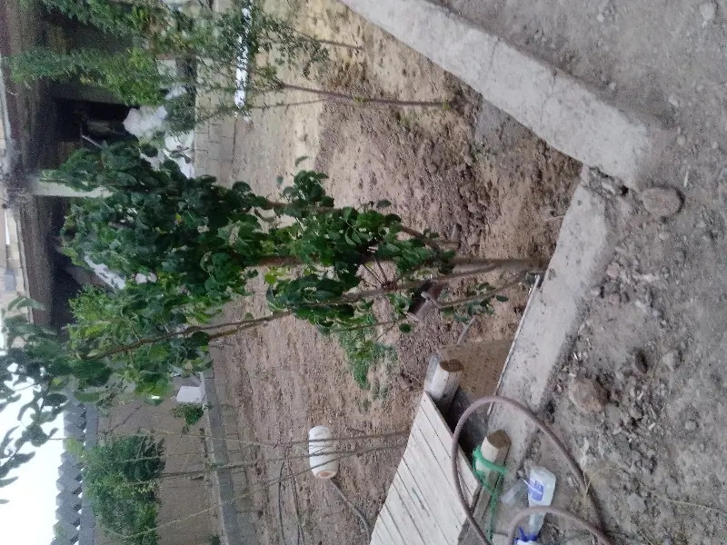 فروش زمین مسکونی