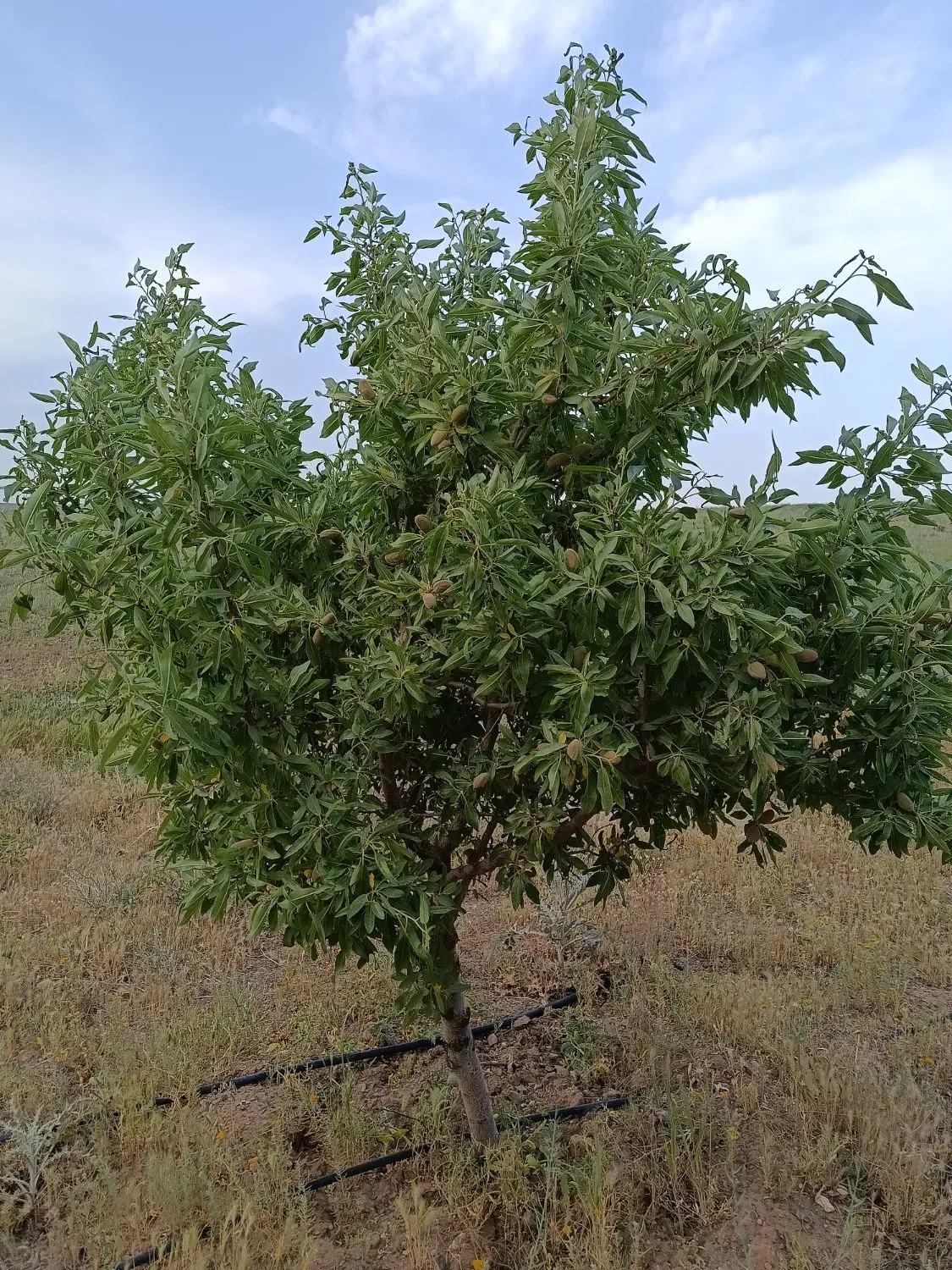 زمین باغی ۹۰۰متری