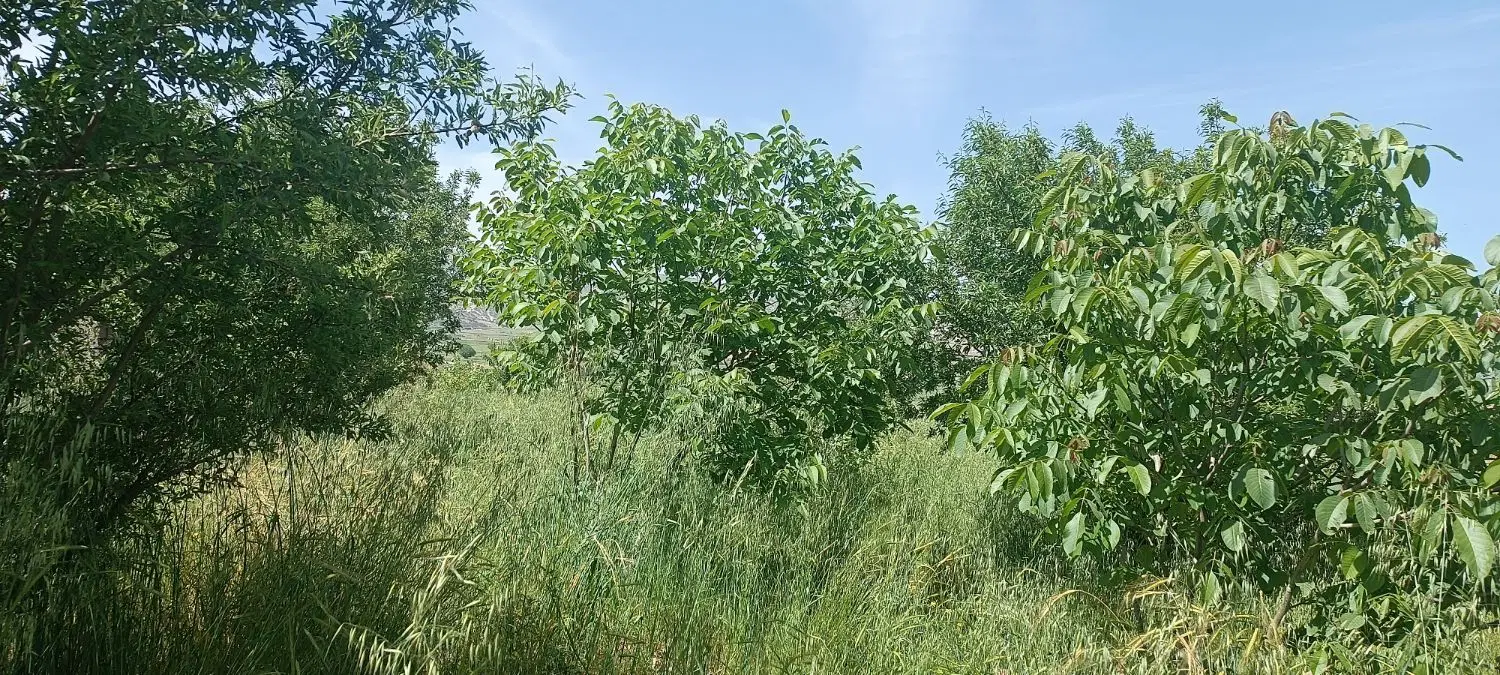فروش باغ پسته
