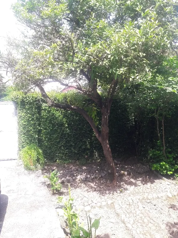 خونه ویلایی