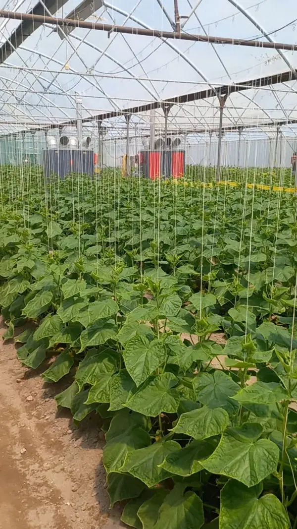 فروش گلخانه