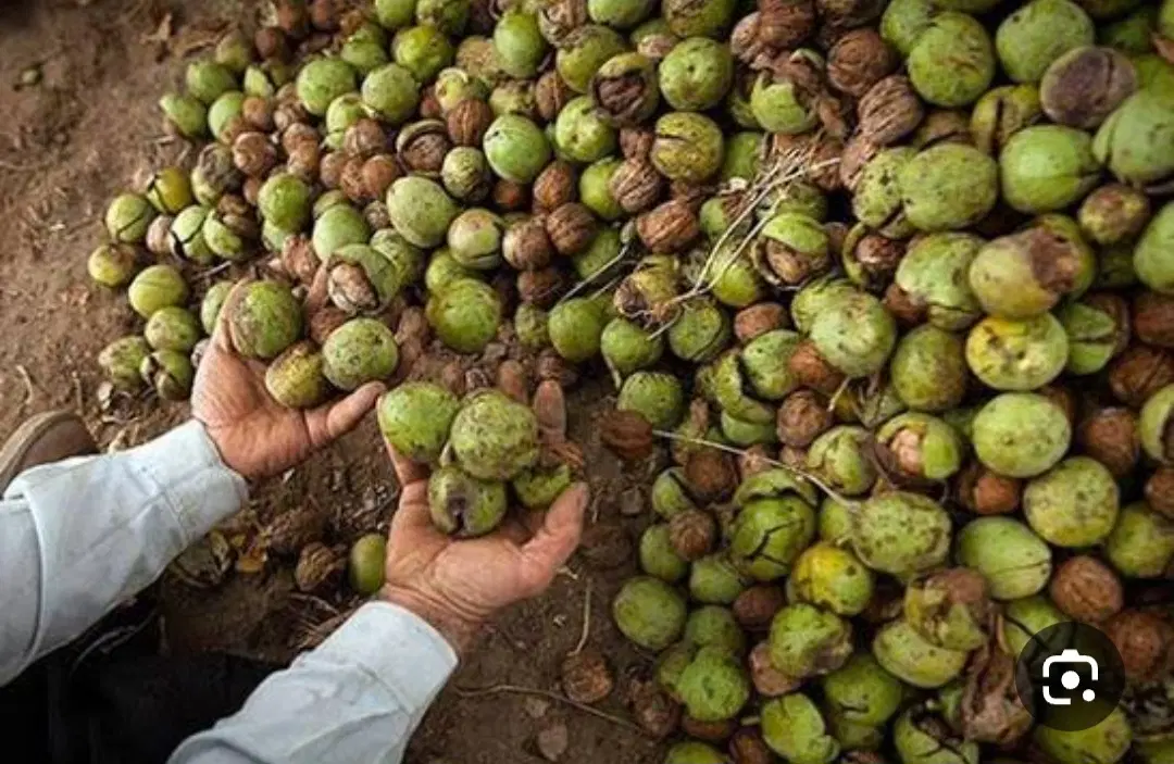 فروش باغ گردو ۱۲من درحسن آباد اردغان