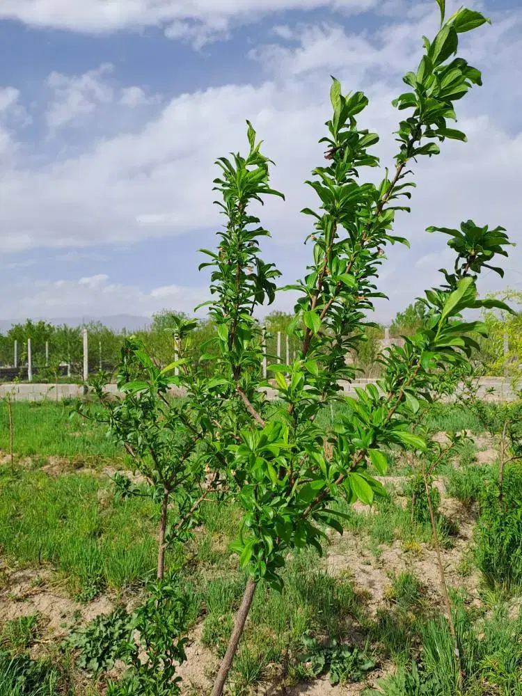 باغچه ۵۰۰متری دهکده ویلای انبارتپه هشتگرد