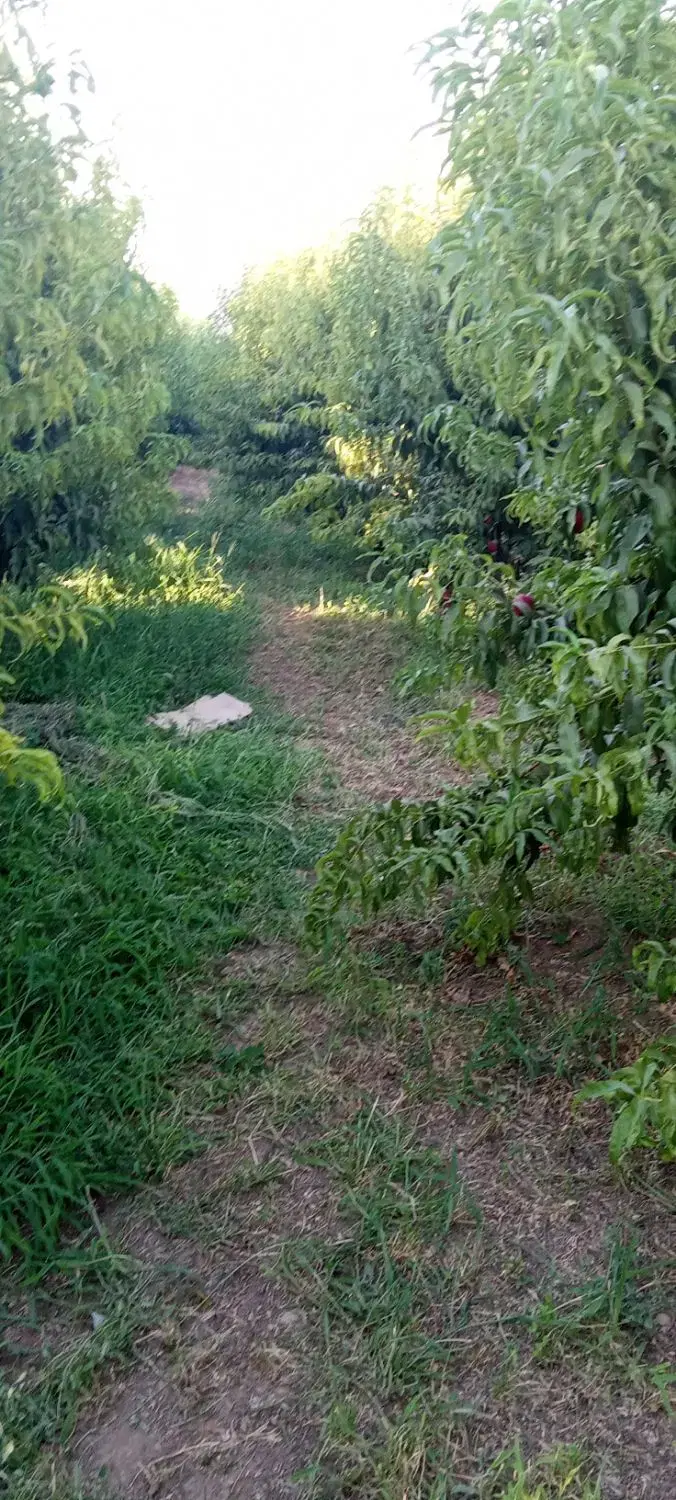 خرید و فروش باغ در حسن آباد