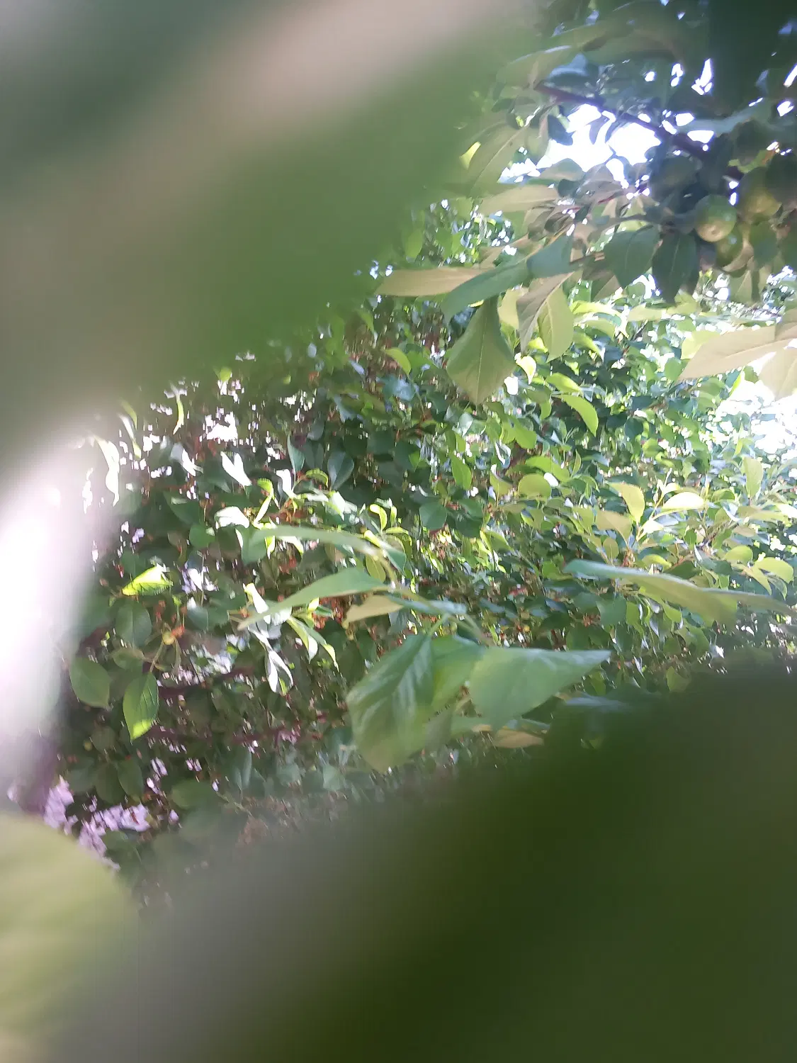 زمین کشاورزی