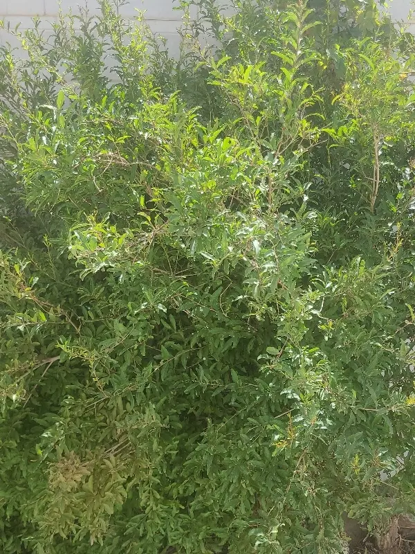 زمین‌ ۲۵۰ متری حاشیه کارگر
