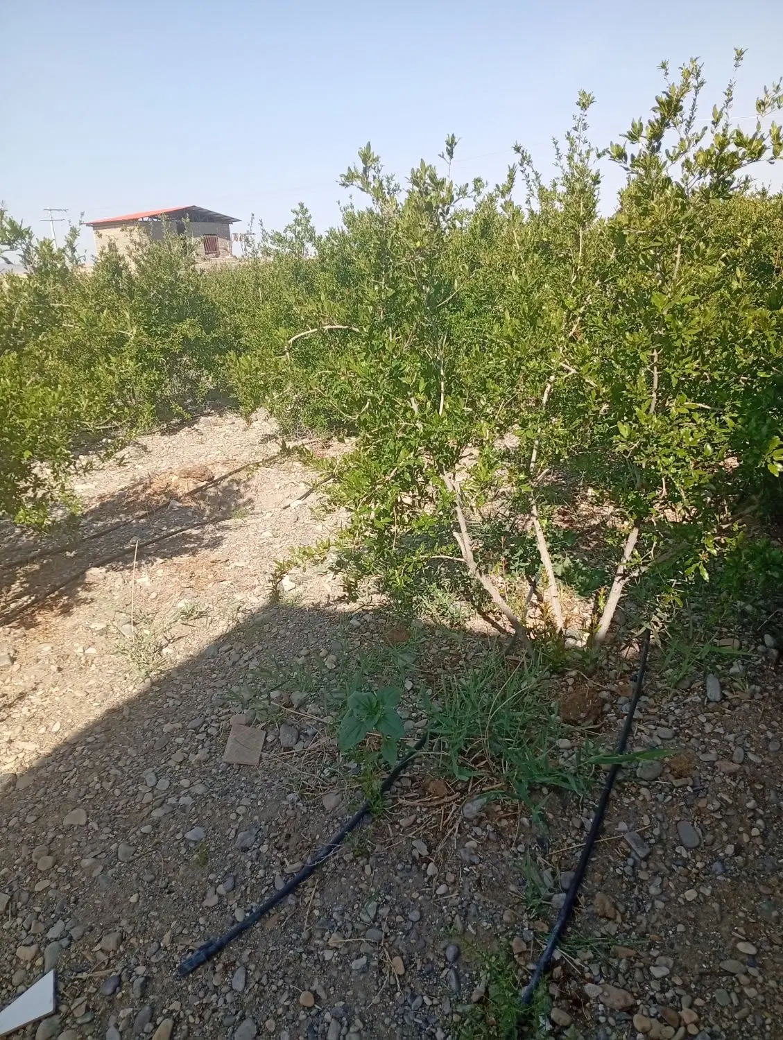 فروش باغ.