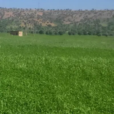 زمین پابلندی