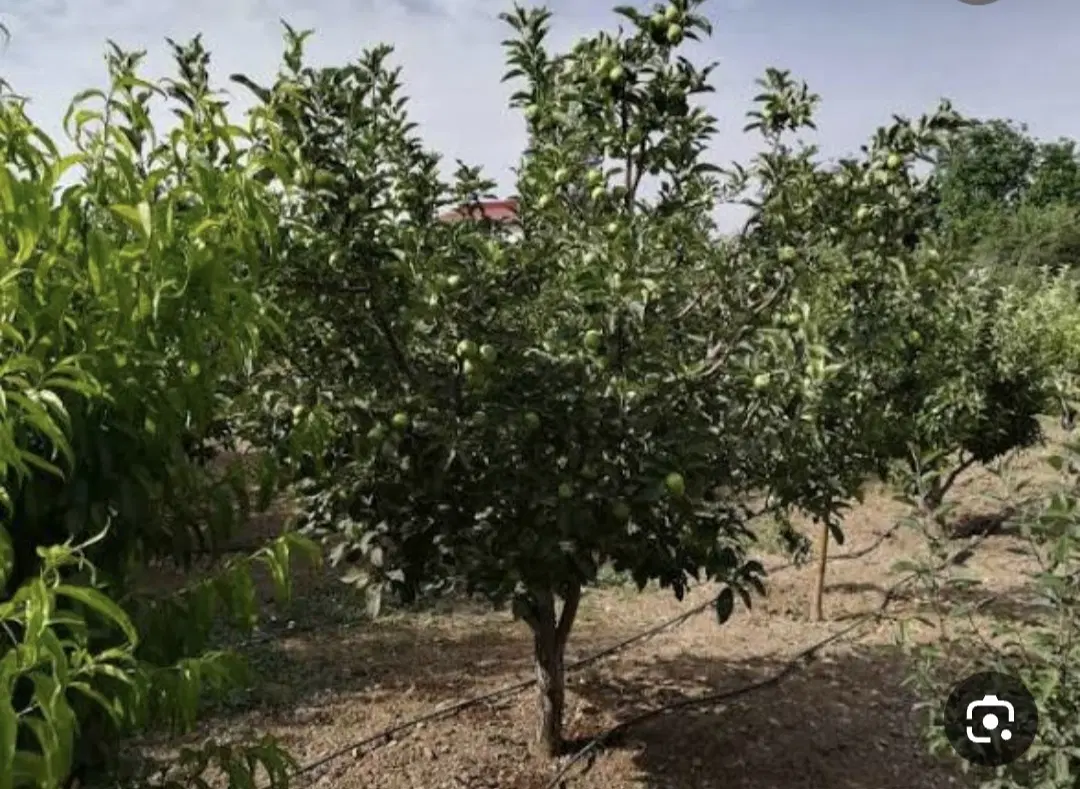 زمین باغی