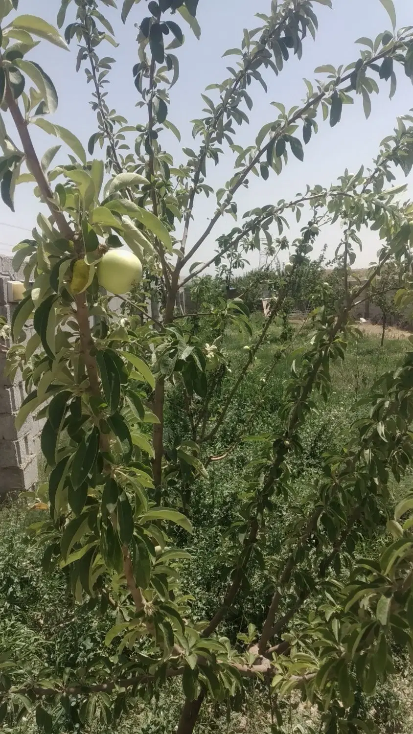 باغ