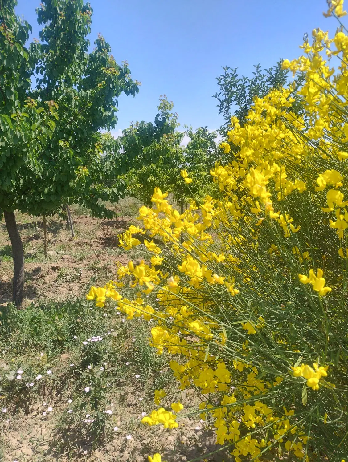 فروش باغچه