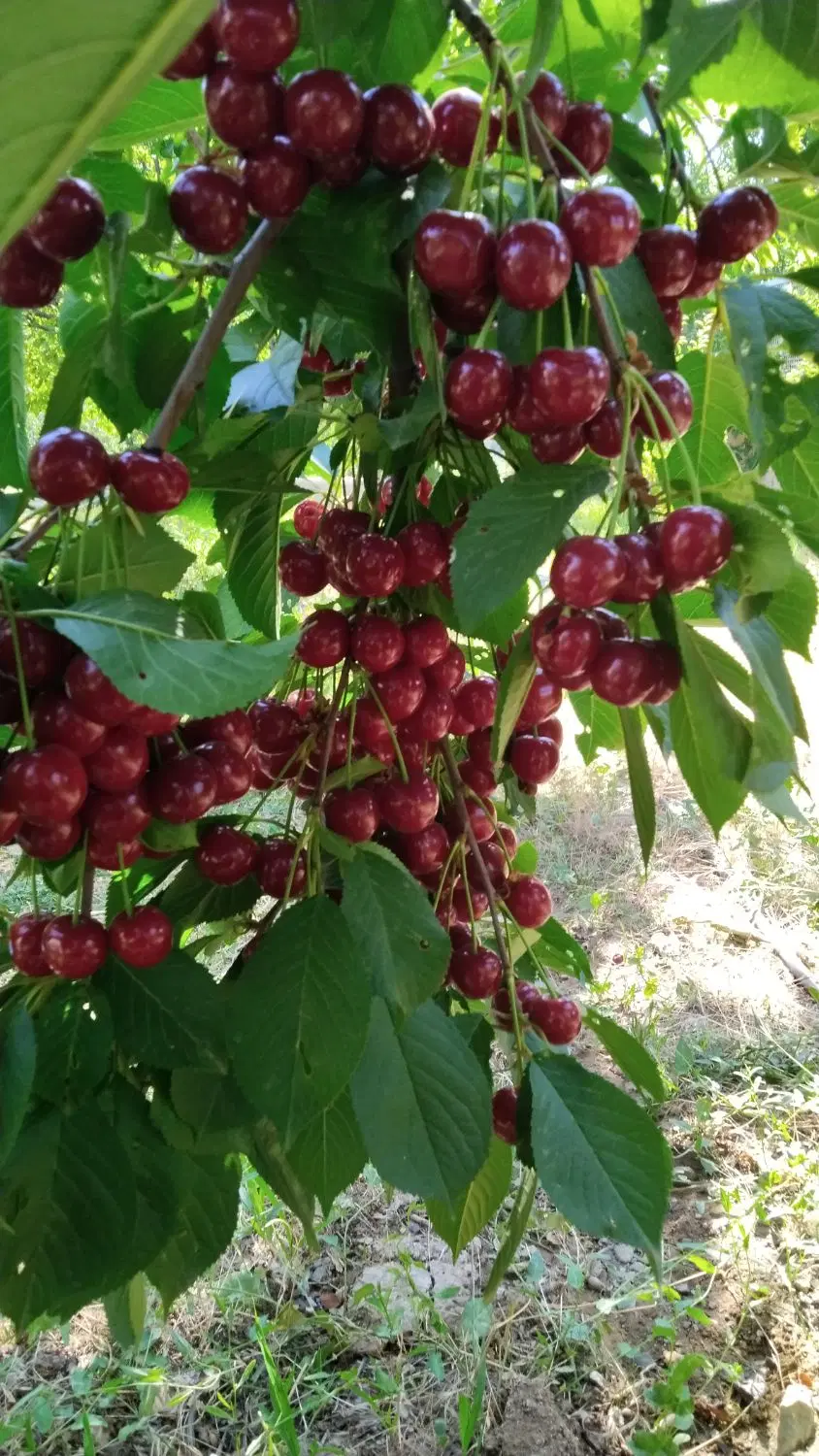 زمین کشاورزی