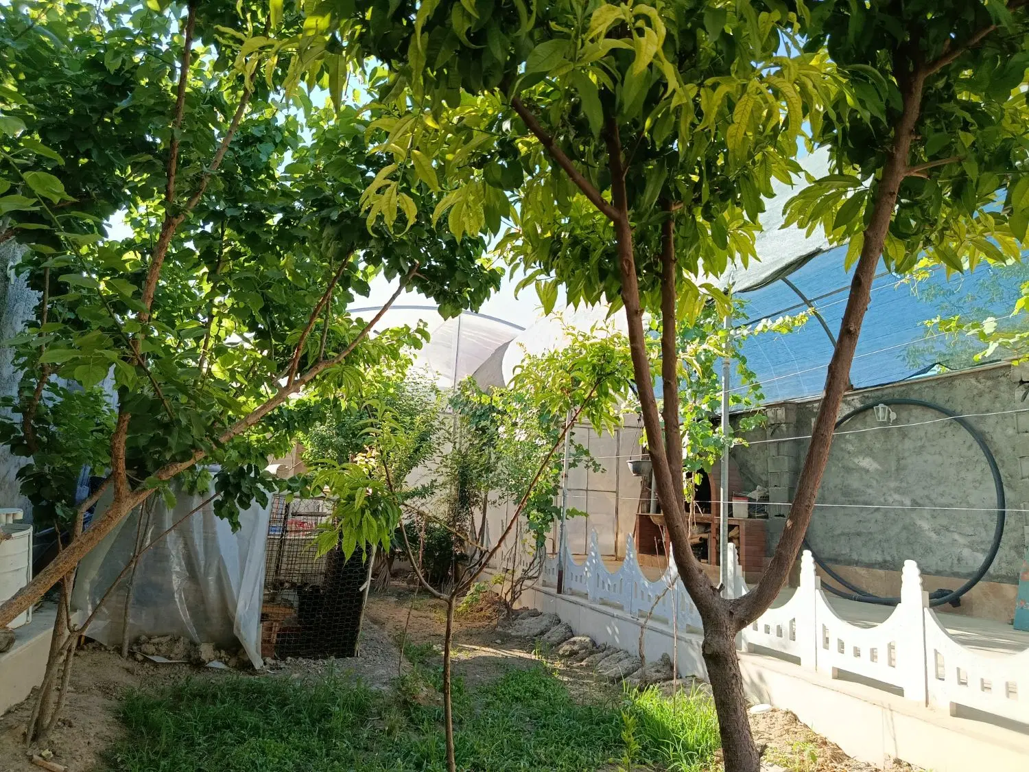 باغ  باغچه