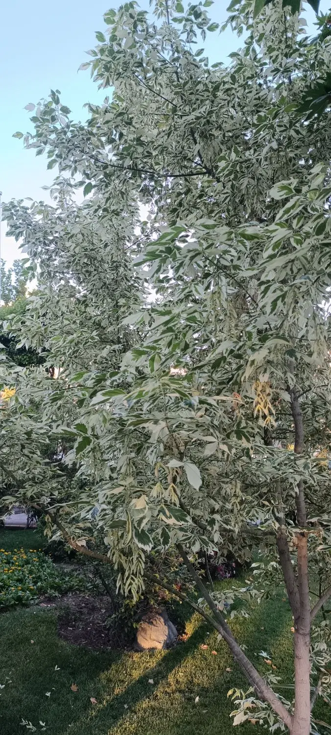 معاوضه ویلا و زمین جواز دار با هیوندای النترا ۲۰۱۴