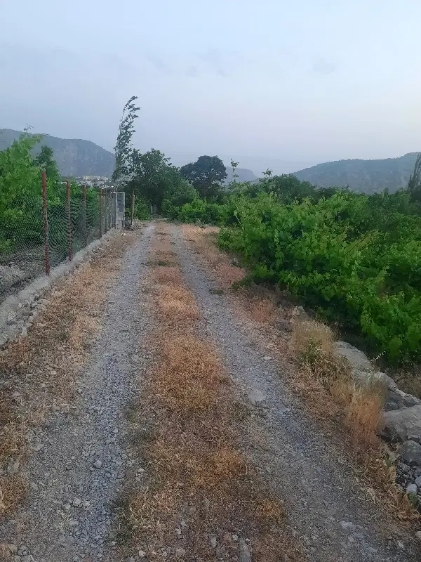 باغ انگور بارده سی‌سخت قواره دوم کمربندی جنب هتل