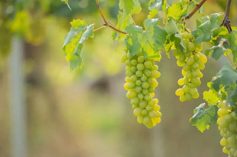 محصول باغ انگور به اجاره داده میشه