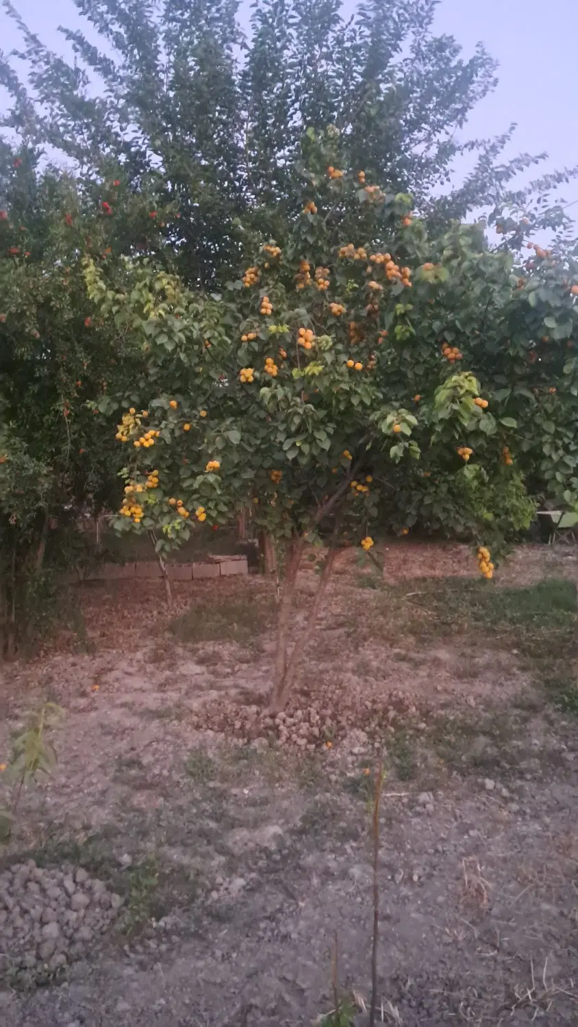 ۳۵۰ متر زمین مسکونی در روستا