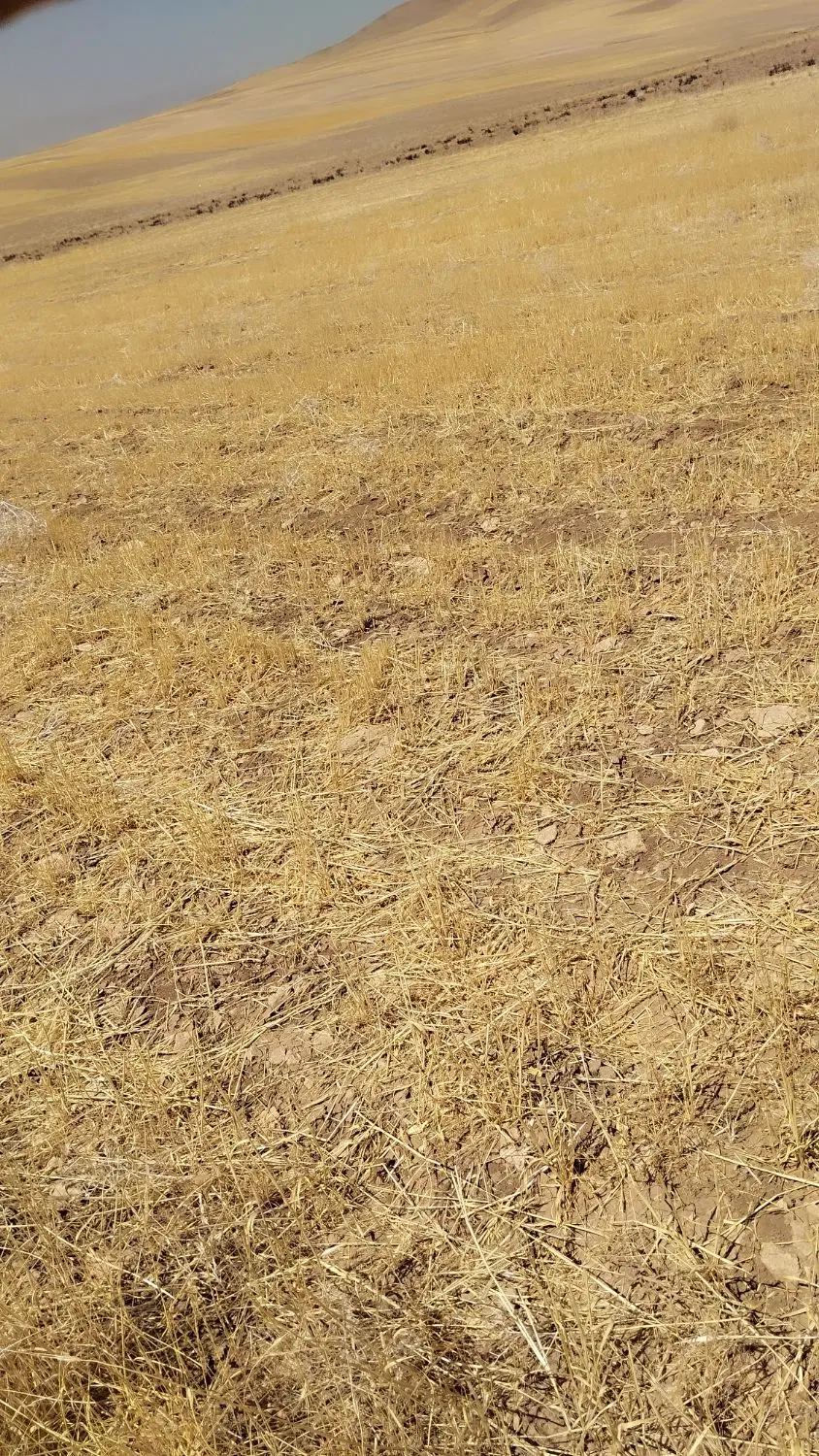 زمین اجاره میکنم