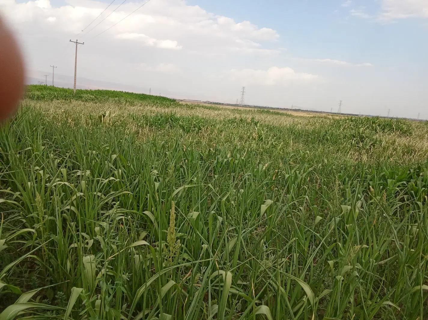 اجاره هفت ساله دوازده ساعت آب در چناران