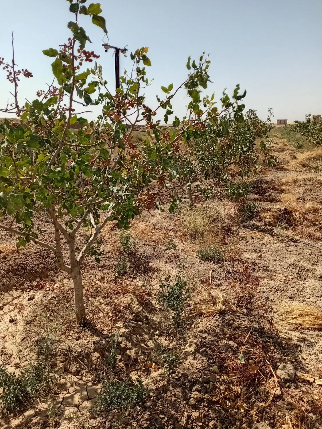باغ پسته