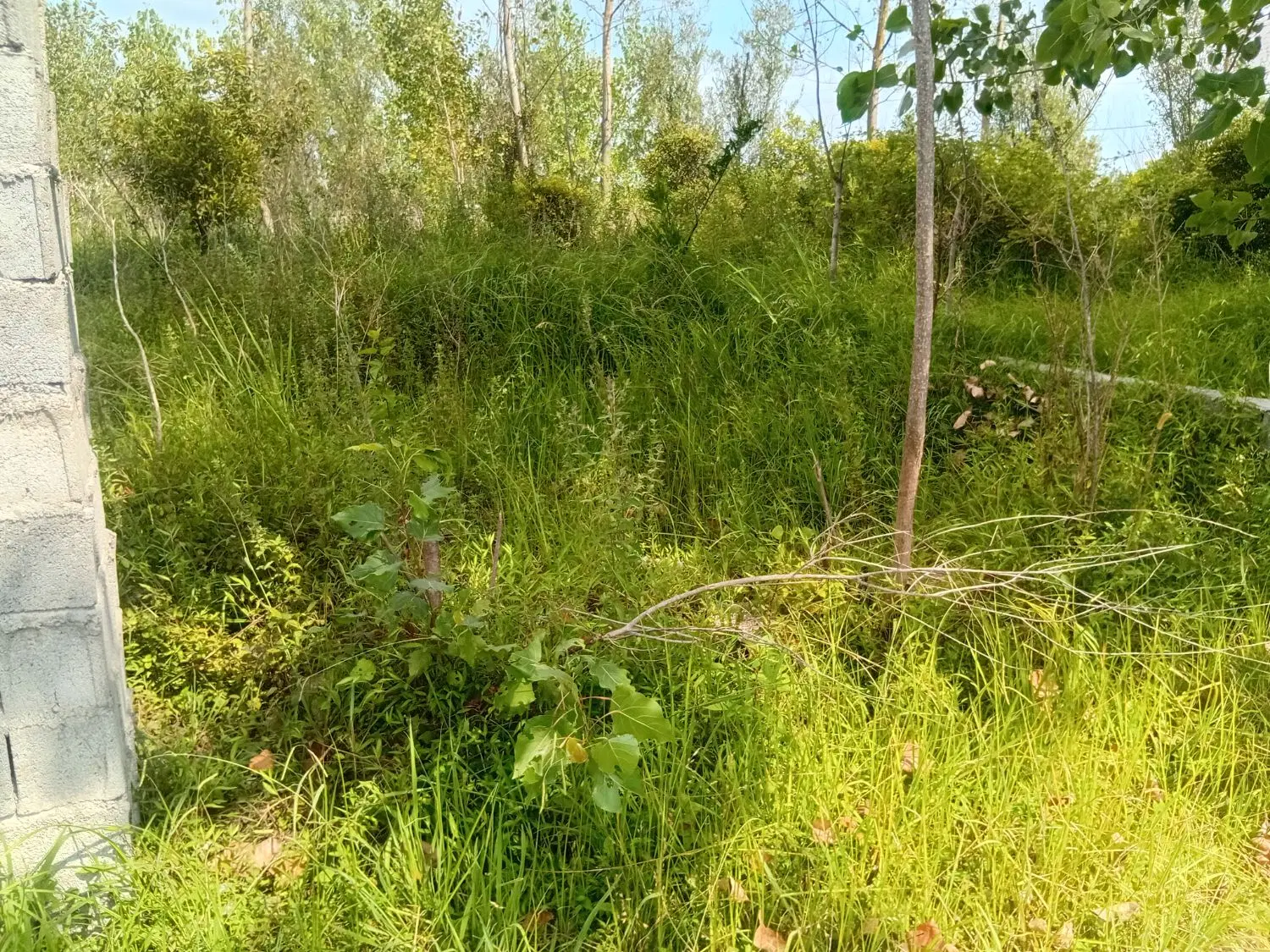 زمین ۲۰۵ متری سند دار