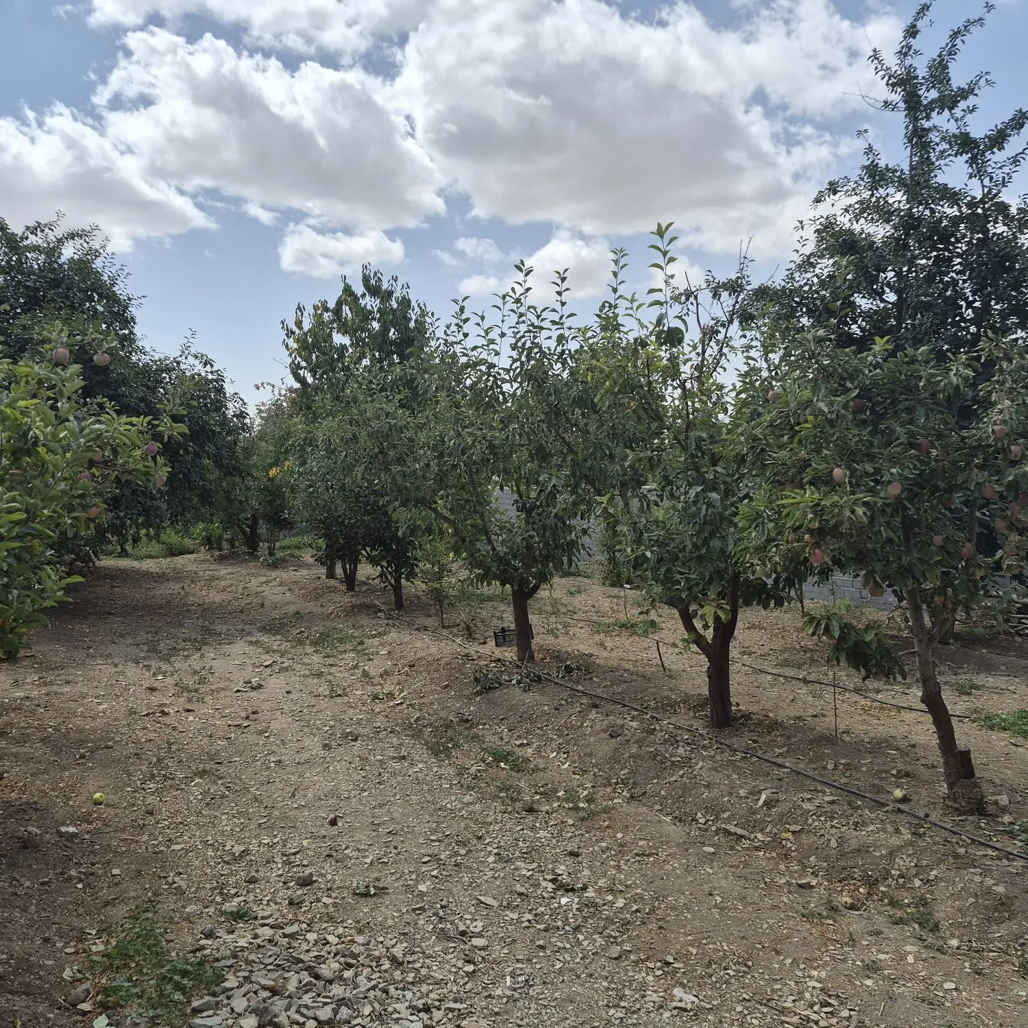 باغ ۱۰۰۰ متری با خونه باغ ۸۰ متری هومن چنار
