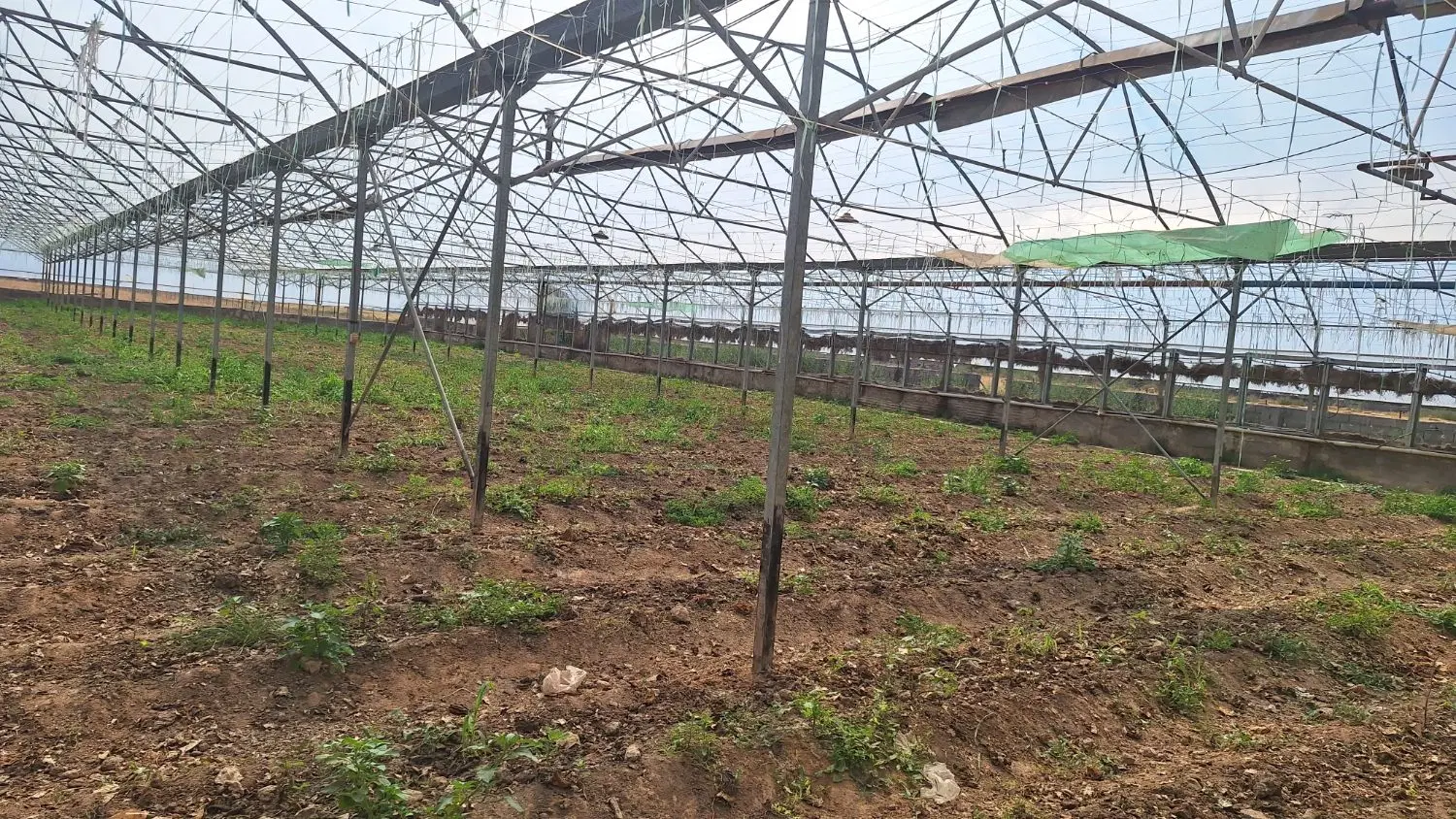 گلخانه ۲۵۰۰ متری گلبهار اول روستای مهر آباد