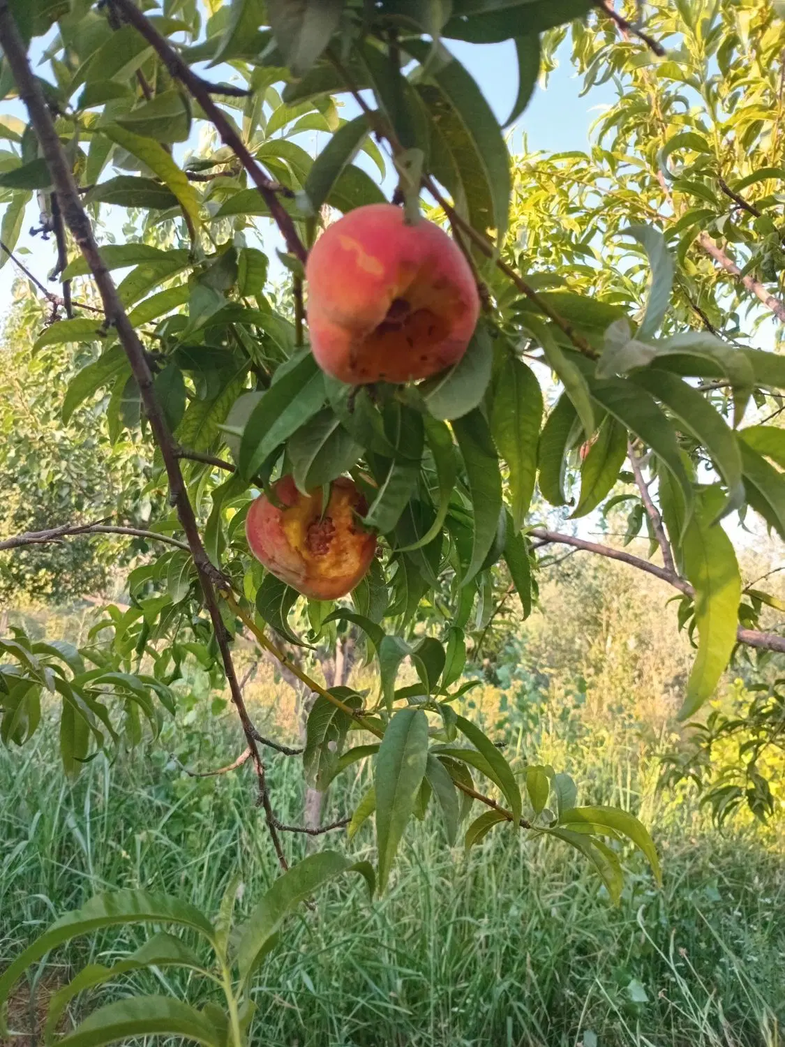 زمین برکمربندی جدید نرسیده  روستای قلعه کامحمدرضا