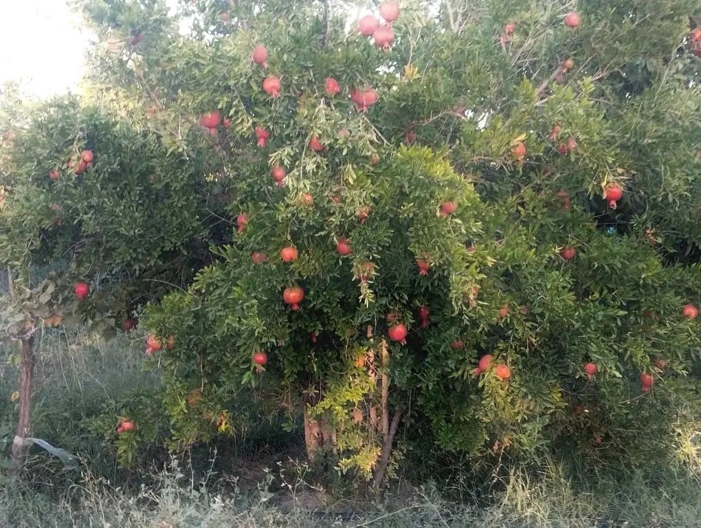 باغ ۷۰۰۰متری گاز روشن جاده چیچست بر گلمان